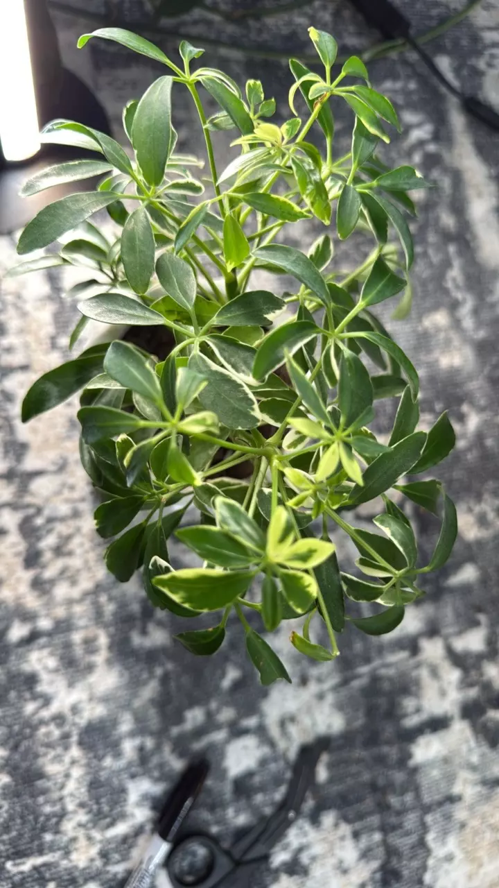 plant/Dwarf umbrella tree-0