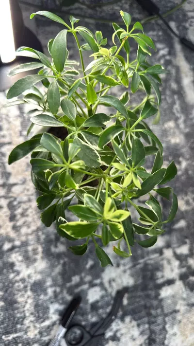 plant/Dwarf umbrella tree-0-thumbnail