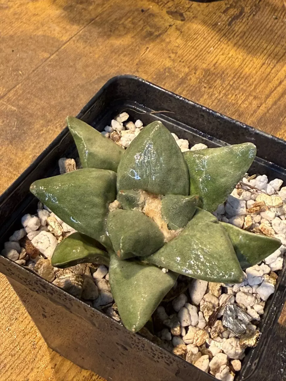 plant/Ariocarpus Retusas #1-1
