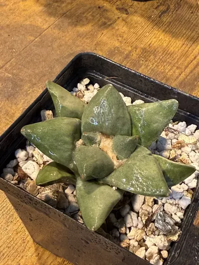 plant/Ariocarpus Retusas #1-1-thumbnail