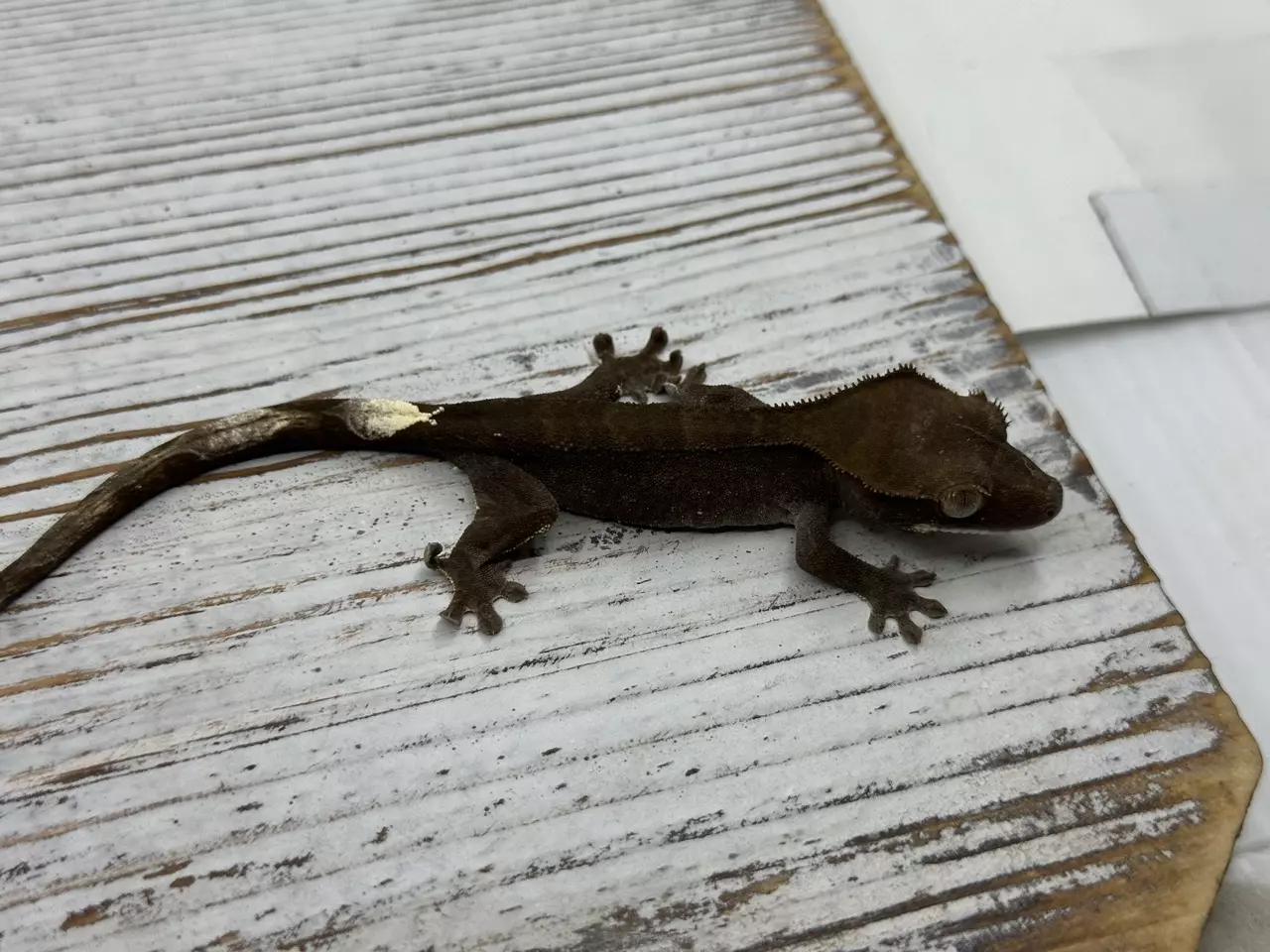 plant/152r6a 6g NPV Dark Phantom Cappuccino-1