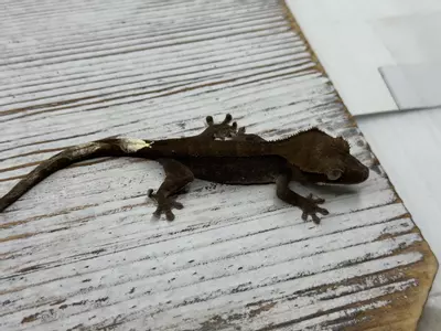 plant/152r6a 6g NPV Dark Phantom Cappuccino-1-thumbnail