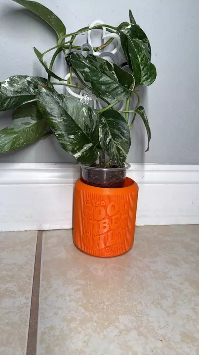 plant/Pathos albo rooted in moss-0-thumbnail