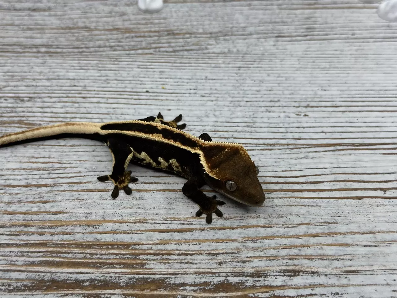 plant/3631r5 HOLDBACK black and white super eb-0