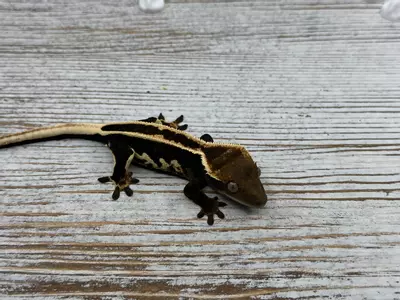 plant/3631r5 HOLDBACK black and white super eb-0-thumbnail