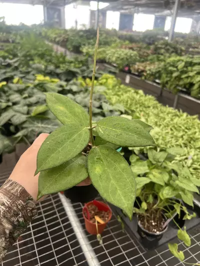 plant/Hoya Icensis 4” pot Growers Choice-3-thumbnail