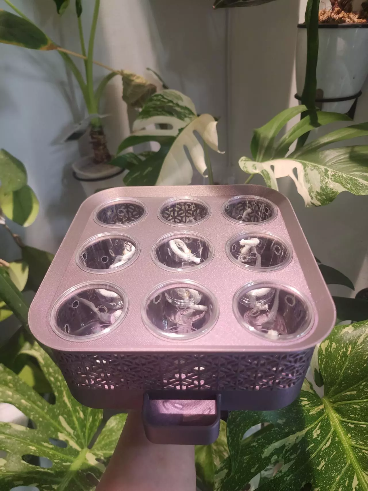 plant/Plum galaxy (color shifting) vacation tray with clear cups-1