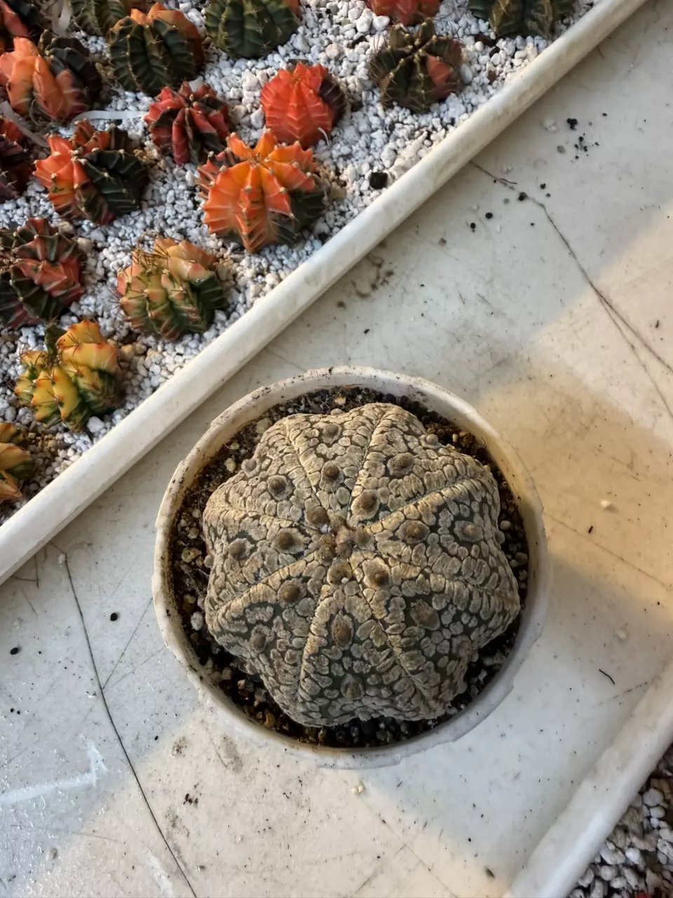 plant/Starfish Astrophytum Super Kabuto-0