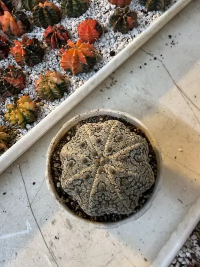 plant/Starfish Astrophytum Super Kabuto-0-thumbnail