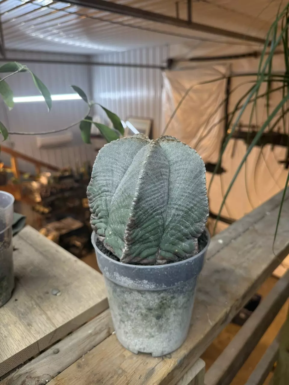 plant/5 Ribbed Myriostigma-1