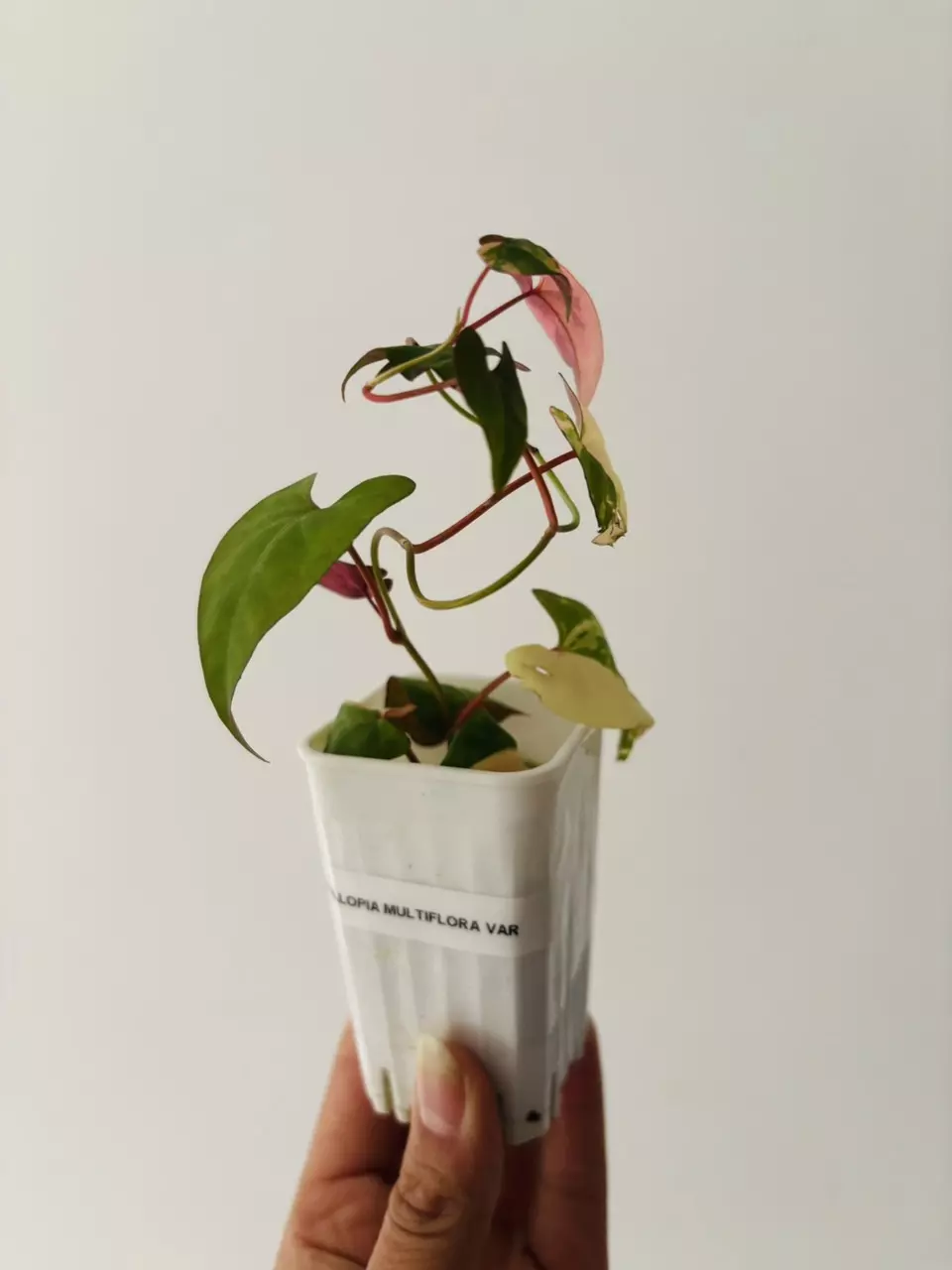 plant/Fallopia multiflora variegata plant-5