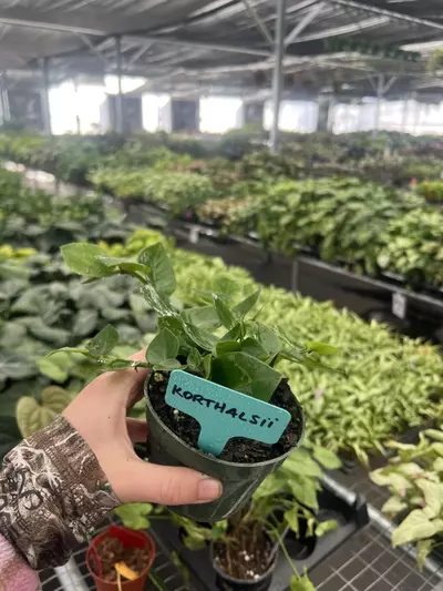 plant/Raphidiphora Korthalsii 4” pot Growers Choice-1-thumbnail