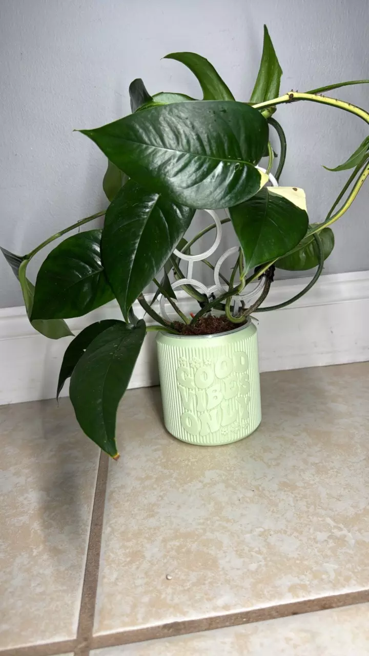 plant/Pathos albo rooted in moss-0