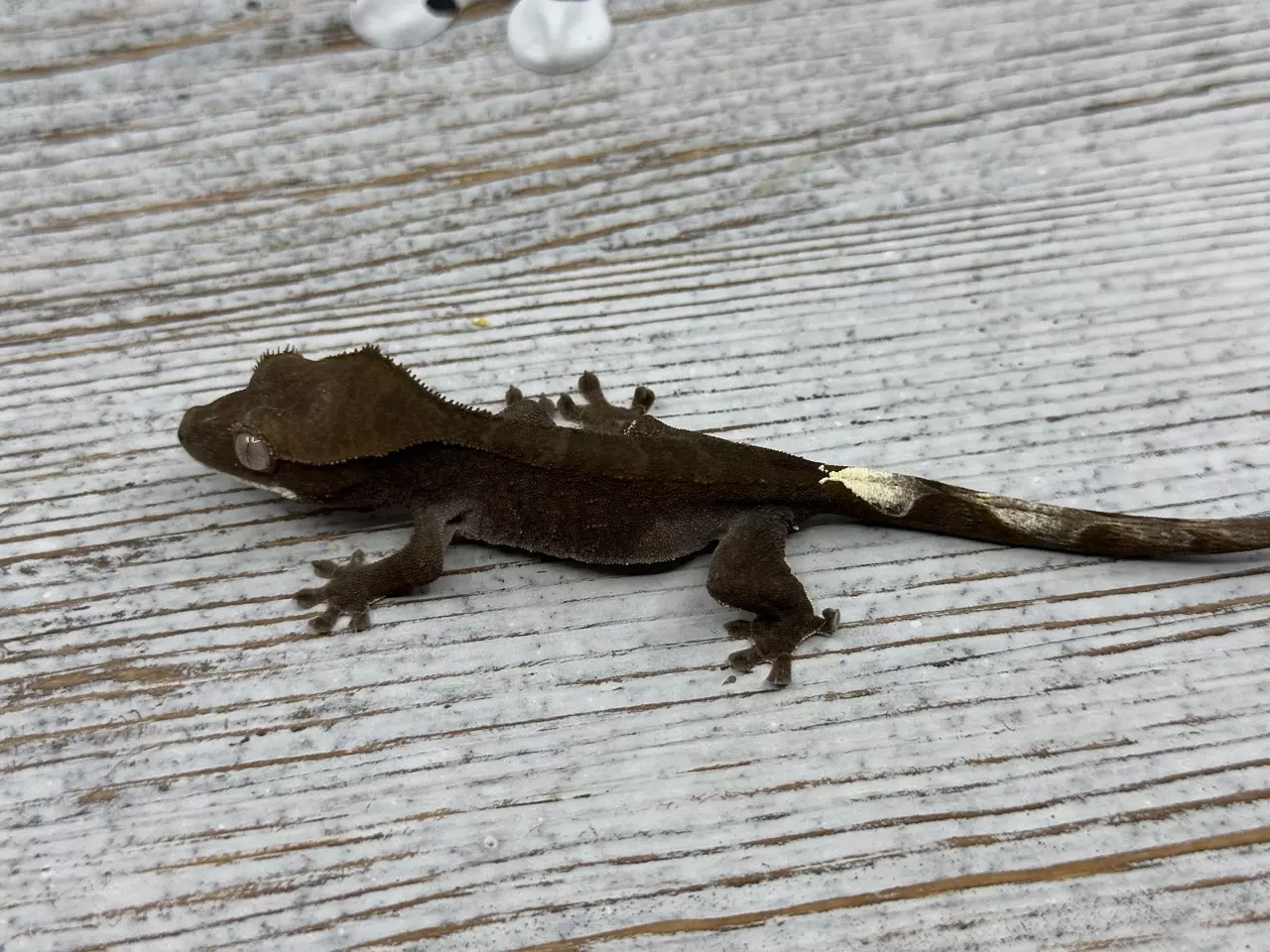 plant/152r6a 6g NPV Dark Phantom Cappuccino-0