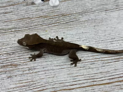 plant/152r6a 6g NPV Dark Phantom Cappuccino-0-thumbnail