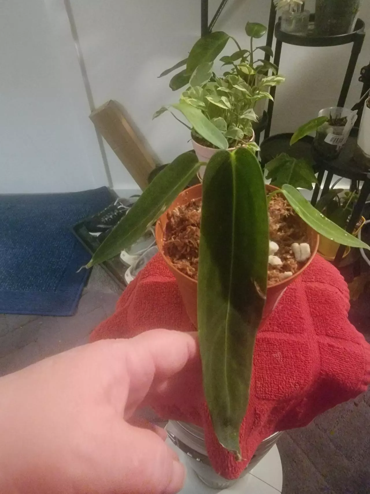 plant/Anthurium Princess of Hearts-0