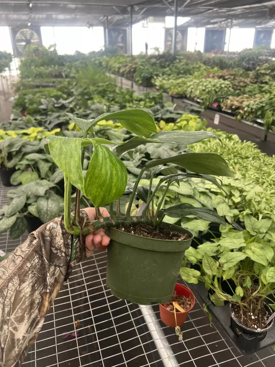 plant/Raphidiphora Variegated Dragon Tail 6” pot Growers Choice-6