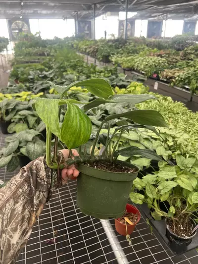 plant/Raphidiphora Variegated Dragon Tail 6” pot Growers Choice-6-thumbnail