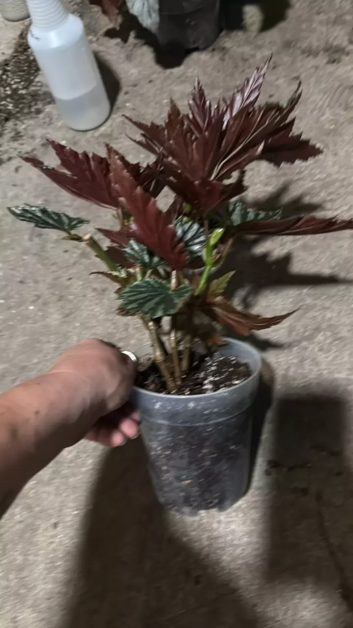 plant/Begonia Sophie-2