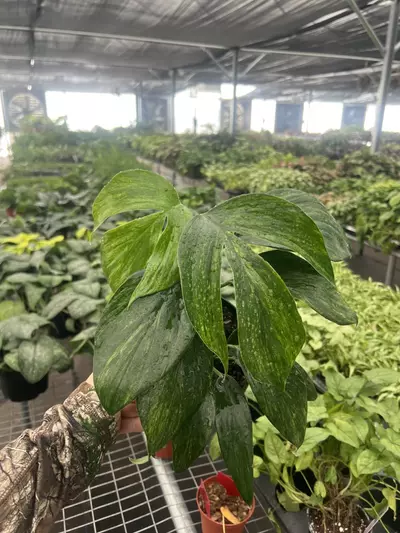 plant/Raphidiphora Variegated Dragon Tail 6” pot Growers Choice-2-thumbnail