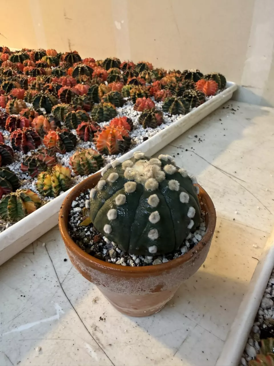 plant/Astrophytum Ooibo-1
