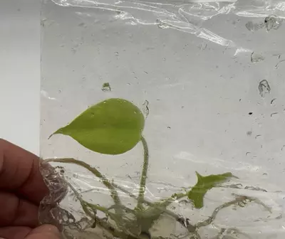 plant/Monstera Lemon Lime – Tissue Culture Plant | Rare Neon Foliage | (Full Cheese)-0-thumbnail