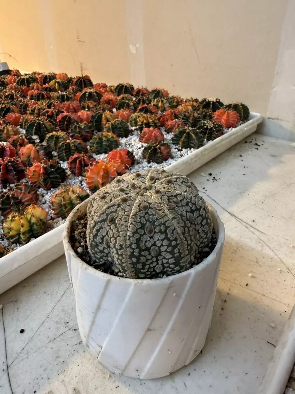 plant/Starfish Astrophytum Super Kabuto-1