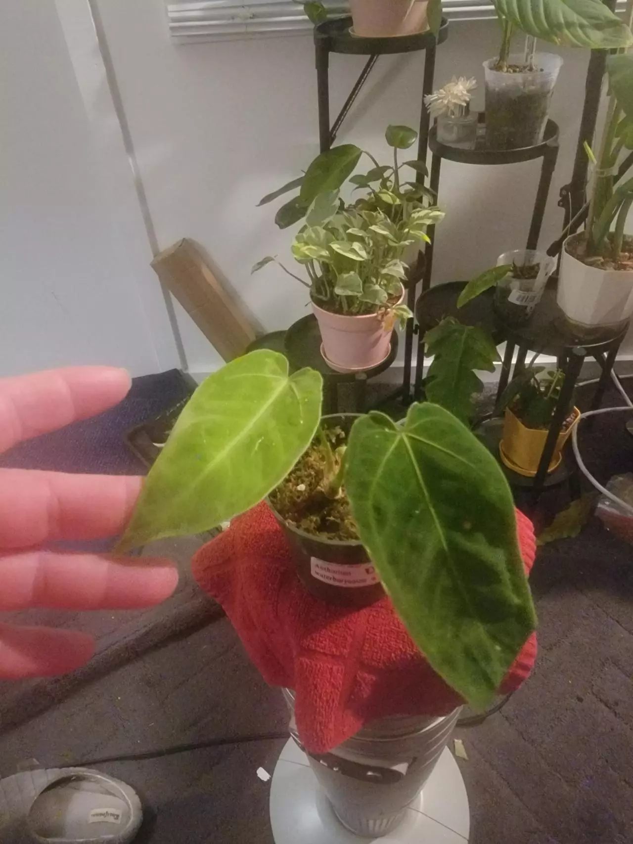 plant/Anthurium Waterburyanum-0