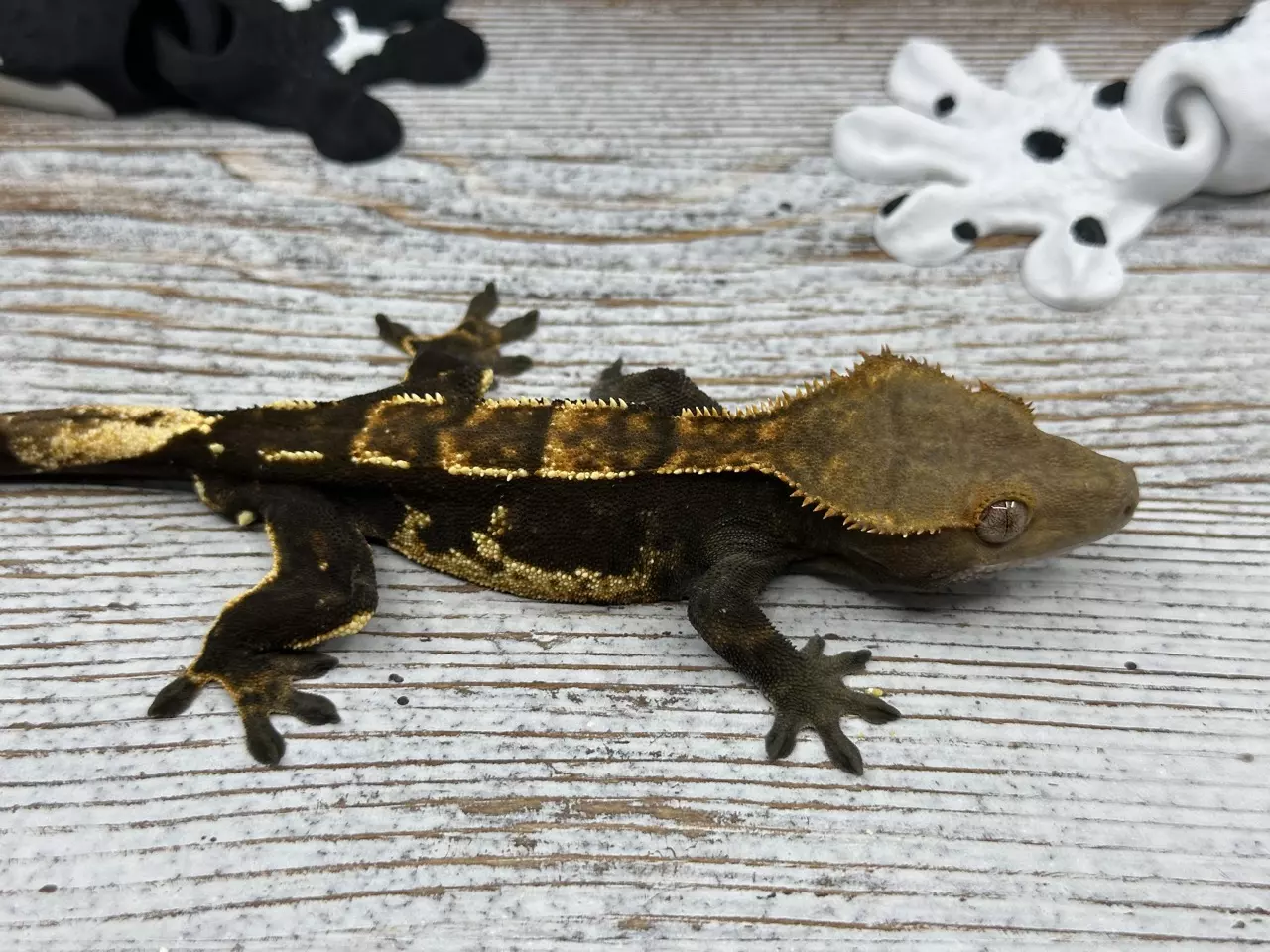 plant/32r2 23g Male Dark Partial Pin-0