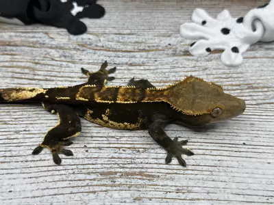 plant/32r2 23g Male Dark Partial Pin-0-thumbnail