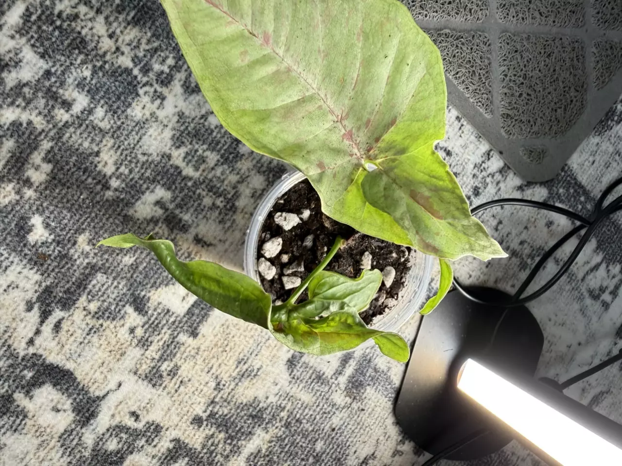 plant/Syngonium milk confetti-0