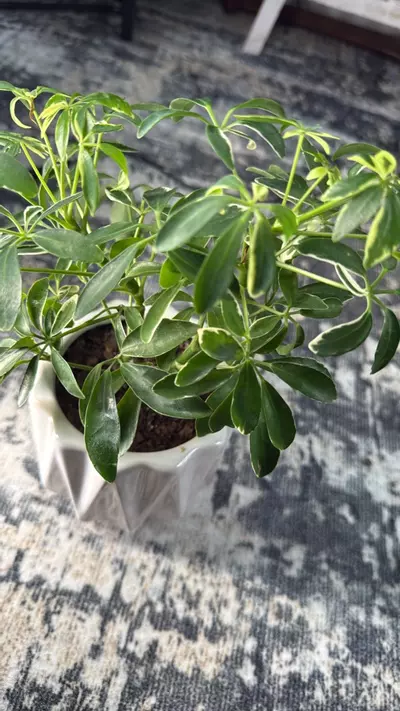 plant/Dwarf umbrella tree-1-thumbnail