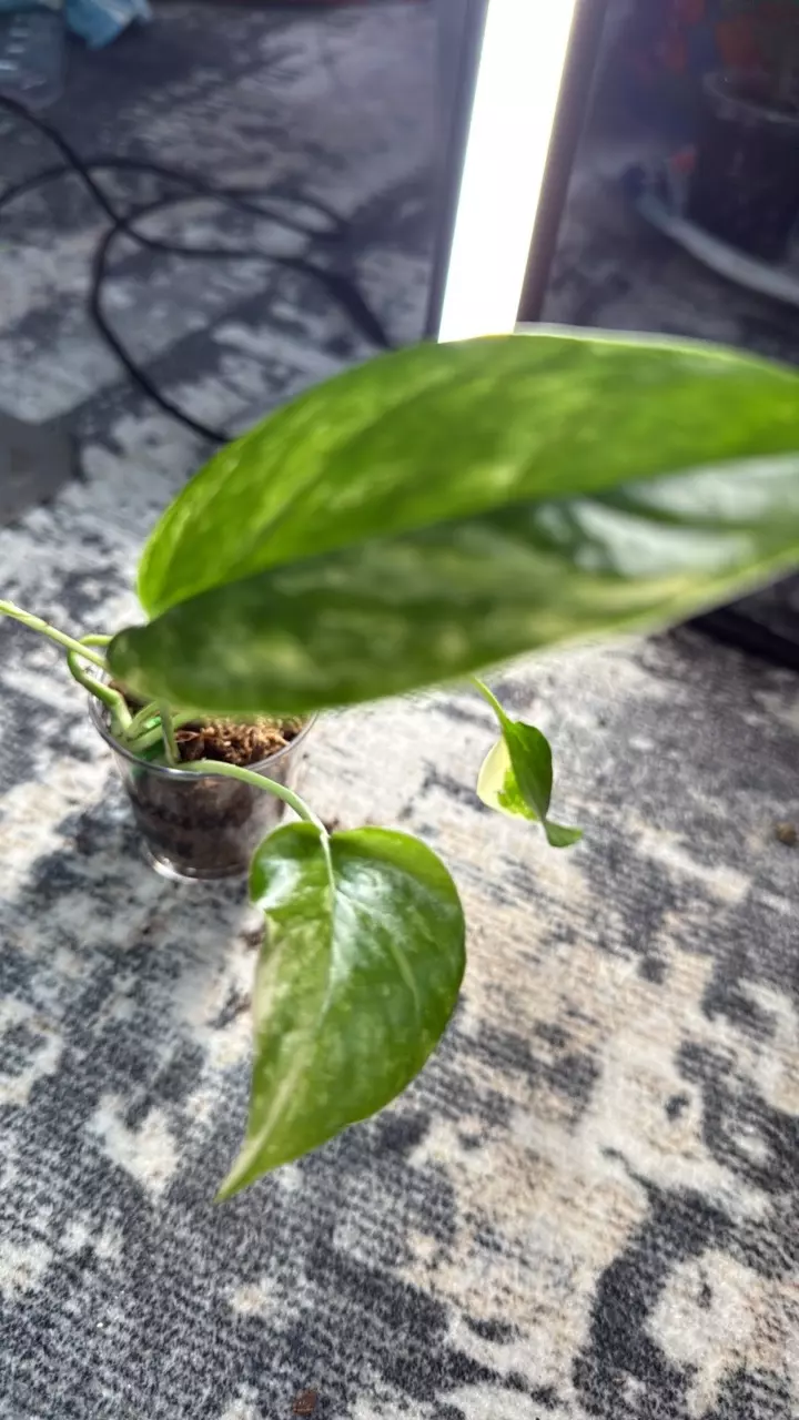 plant/Pothos albo-1