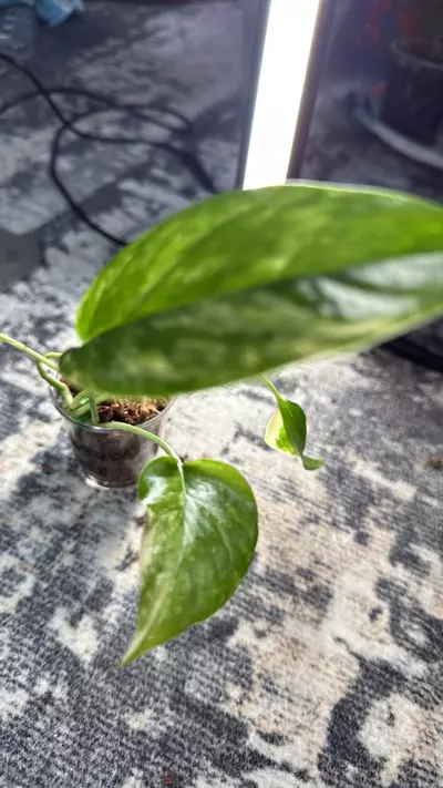plant/Pothos albo-1-thumbnail