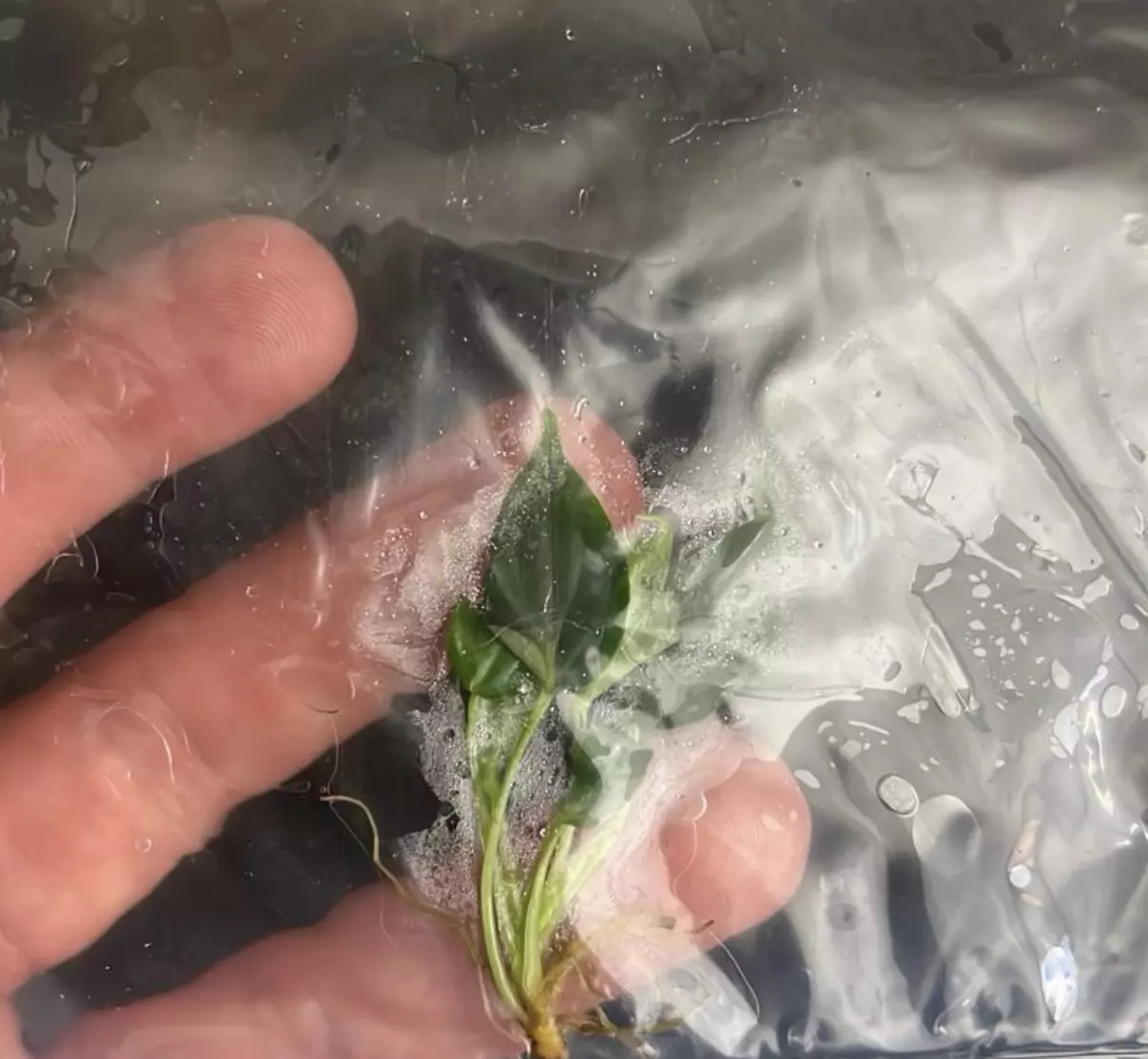 plant/Philodendron Verrucosum – Rare Tissue Culture Plantlet | Velvet-Leaf Aroid Start-1