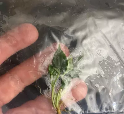 plant/Philodendron Verrucosum – Rare Tissue Culture Plantlet | Velvet-Leaf Aroid Start-1-thumbnail