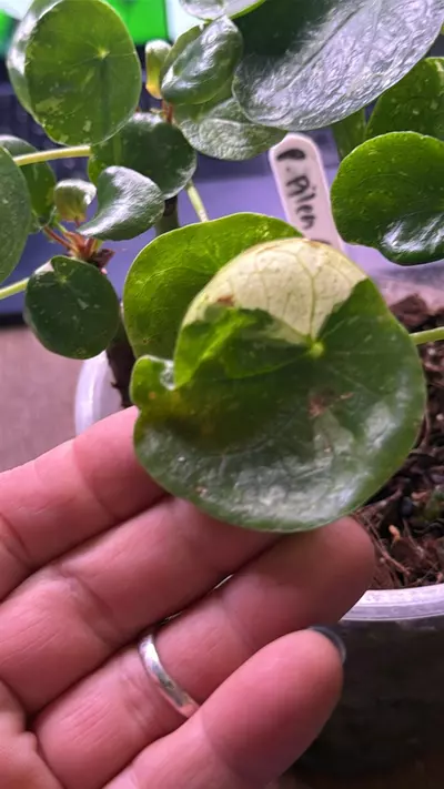 plant/Peperomia Pilea ALBO-0-thumbnail