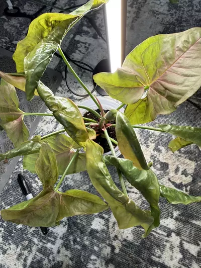 plant/Syngonium pink splash-0-thumbnail