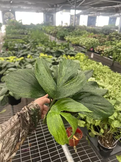 plant/Raphidiphora Variegated Dragon Tail 6” pot Growers Choice-3-thumbnail