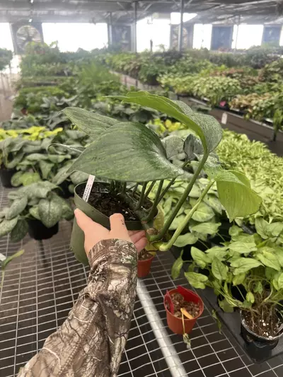 plant/Raphidiphora Variegated Dragon Tail 6” pot Growers Choice-4-thumbnail