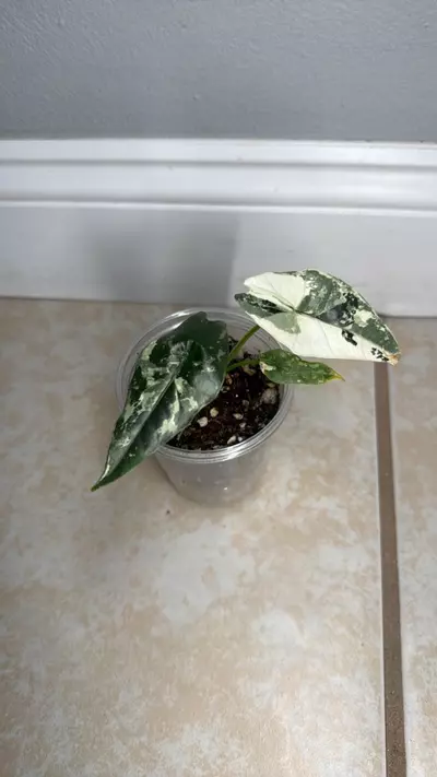plant/Alocasia simpo albo-0-thumbnail