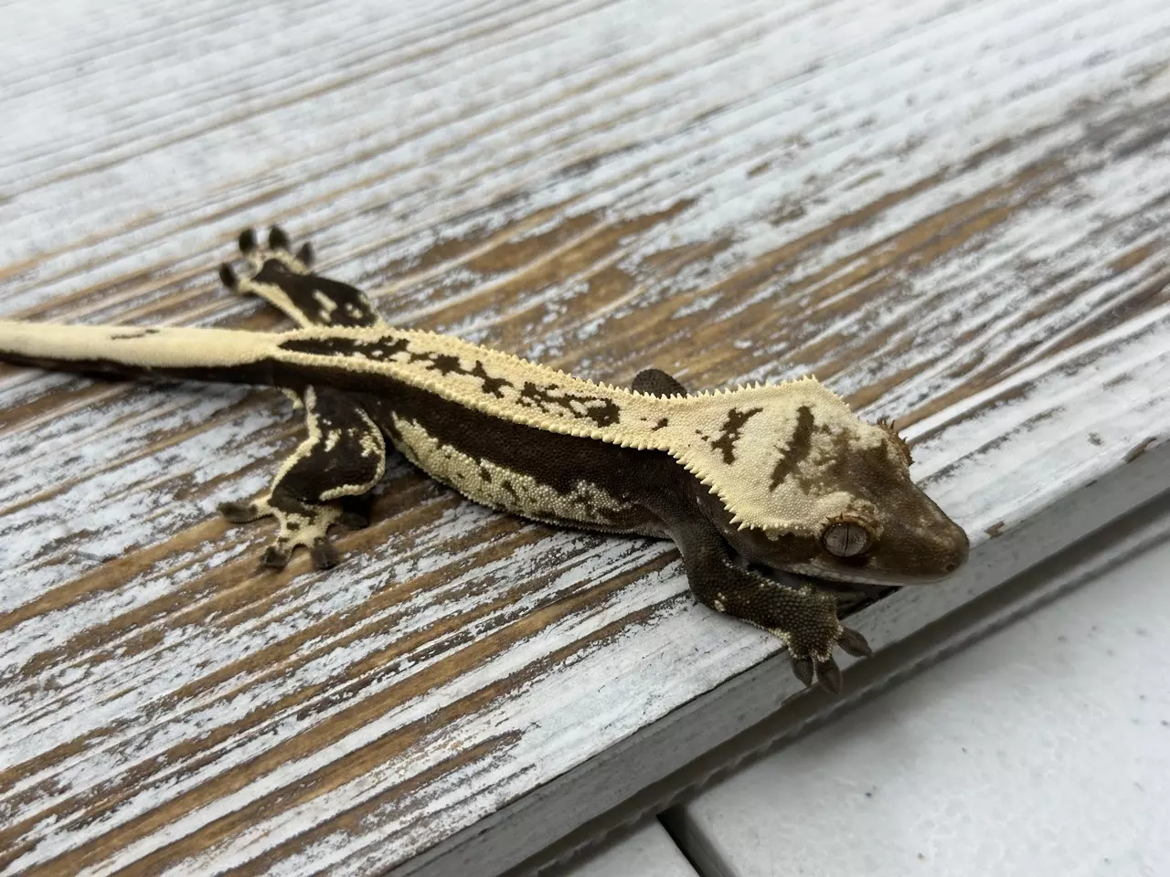 plant/647r5a 12g M black and white Het EB-0