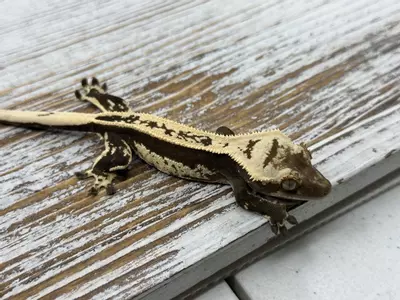 plant/647r5a 12g M black and white Het EB-0-thumbnail