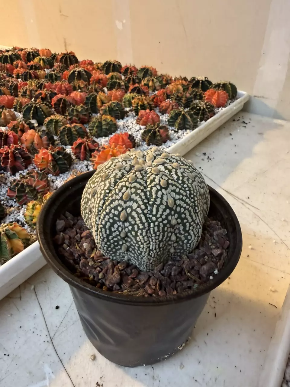 plant/Astrophytum Specimen-1