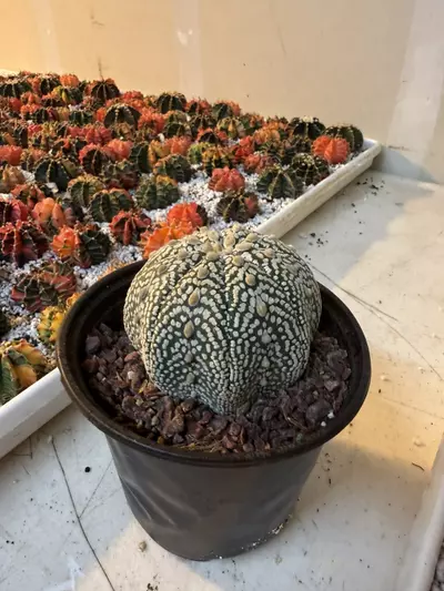 plant/Astrophytum Specimen-1-thumbnail