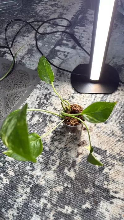 plant/Pothos albo-0-thumbnail