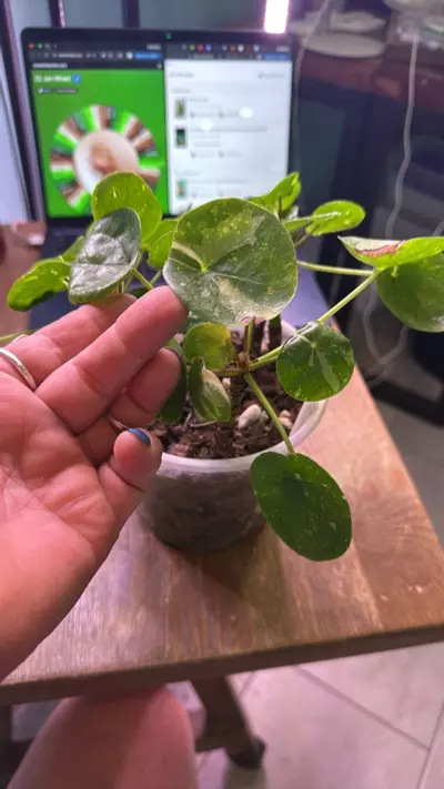 plant/Peperomia Pilea ALBO-1-thumbnail