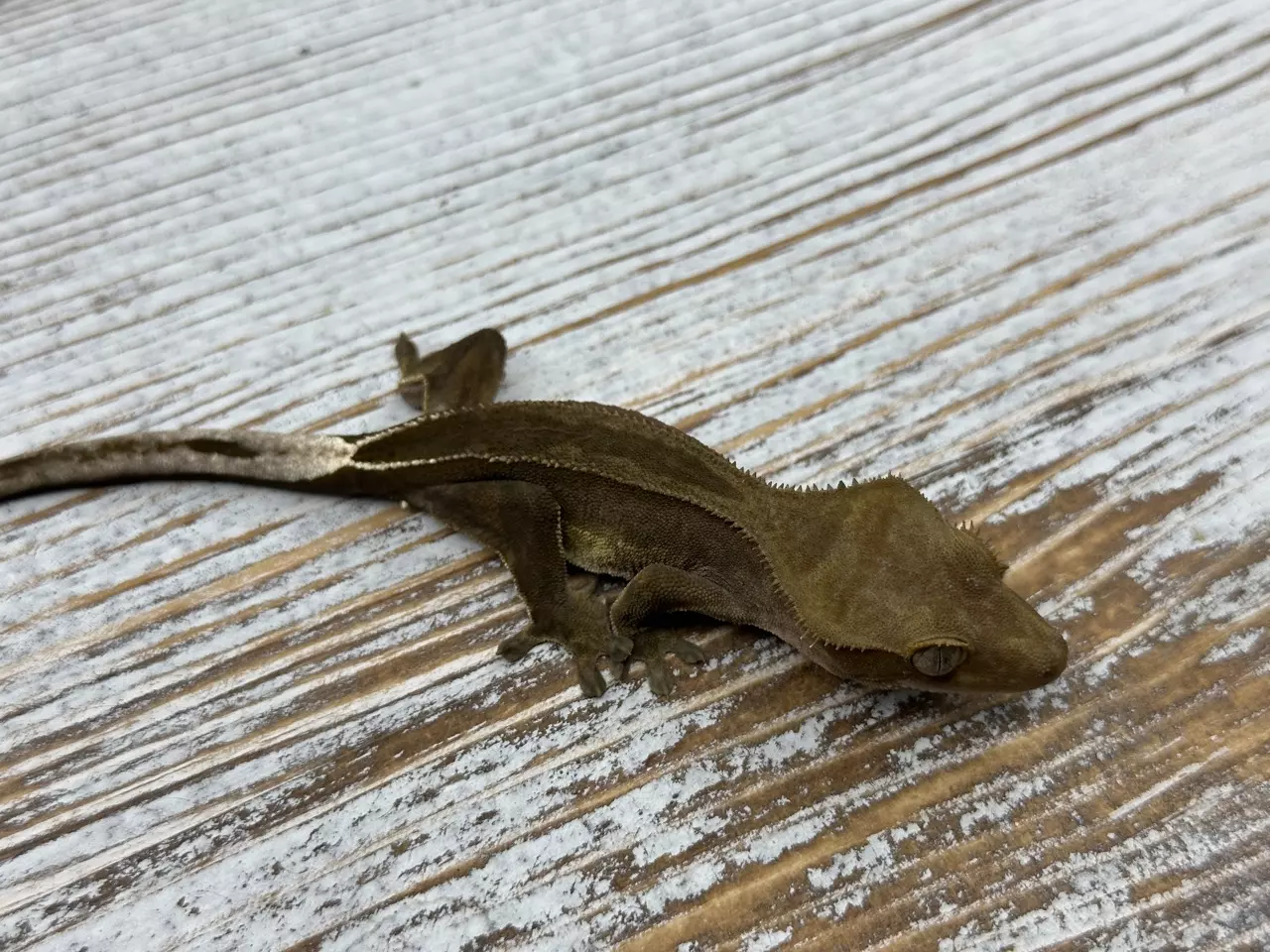 plant/376aR5 8g PPV? Phantom Super Stripe-1