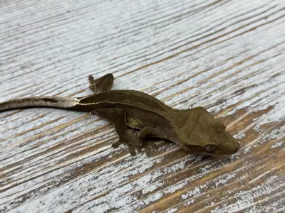 plant/376aR5 8g PPV? Phantom Super Stripe-1-thumbnail