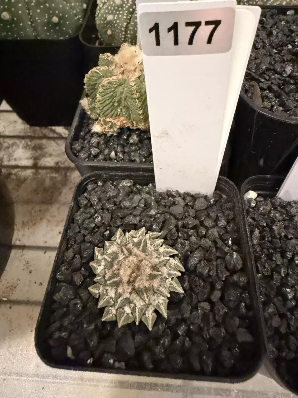 plant/1177 - Ariocarpus kotschoubeyanus subs. albiflorus-0